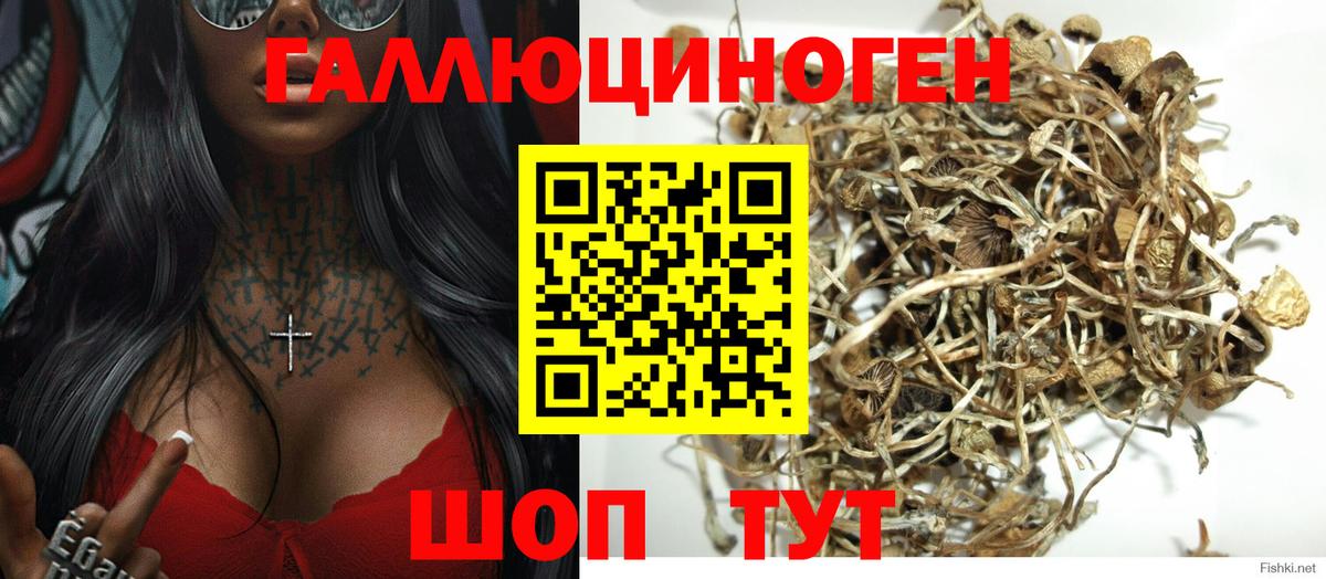 купить закладку  Псилоцибиновые грибы MAGIC MUSHROOMS  Вход с VPN  Нерюнгри 